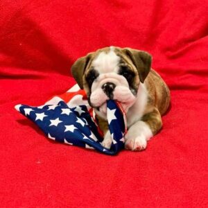 bulldogs