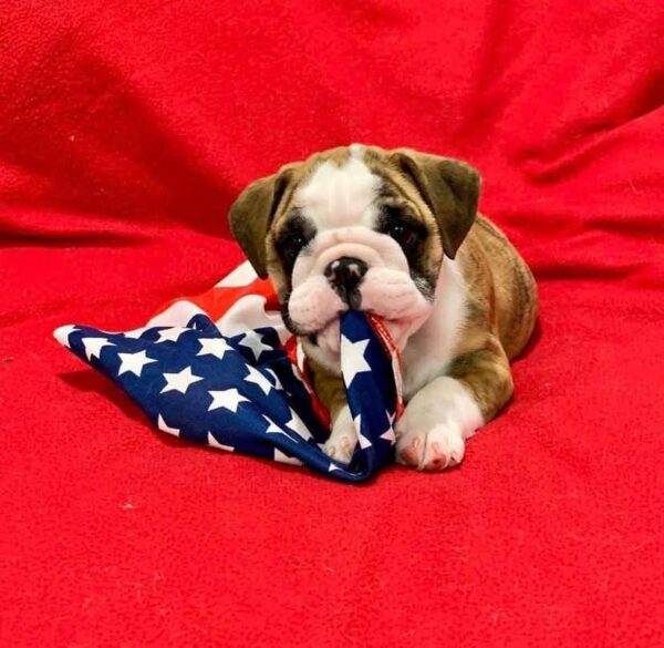 bulldogs