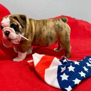 bulldogs