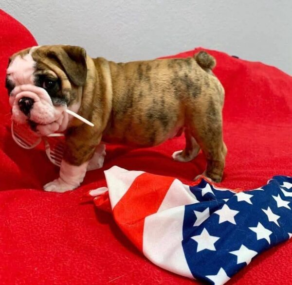 bulldogs