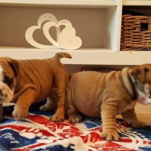 Meet Pete & Amy