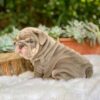 french female bulldogs for sale