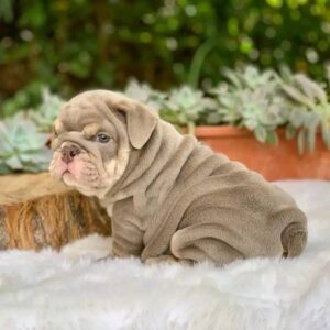 french female bulldogs for sale