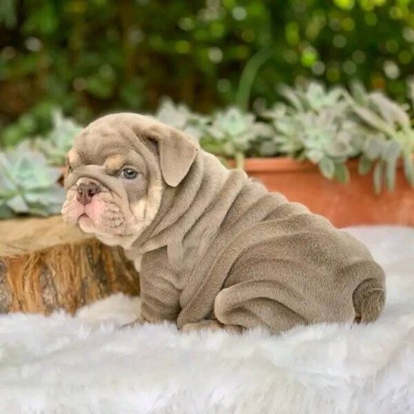 french female bulldogs for sale