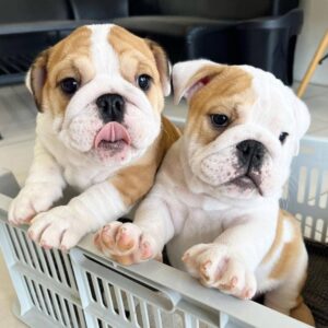 female and male bulldogs