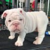 bulldogs for sale